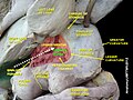 Mạc nối nhỏ (tiếng Anh: Omental bursa)