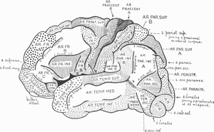 topography of brain cortex