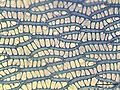 cells of a branch leaf, magnified ~400 times, Photo by Kristian Peters