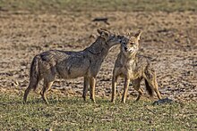 Sri Lankan jackals grooming each other Sri Lankan jackals (Canis aureus naria) male and pregnant female 5.jpg