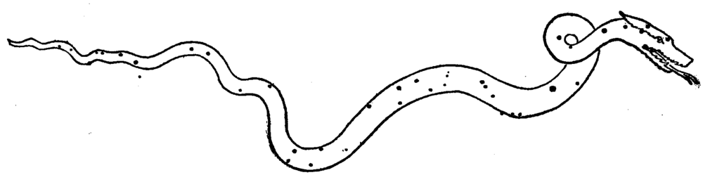 The constellation Hydra pictured as a snake with the major stars denoted