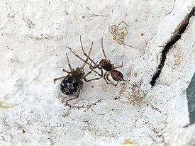 Самка и самец Steatoda triangulosa