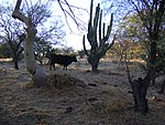 Stenocereus montanus, Opuntia ficus-indica, alguna especie de Prosopis y Bos primigenius taurus.