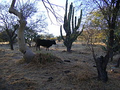 Stenocereus montanus, Opuntia ficus-indica, alguna especie de Prosopis y Bos primigenius taurus.