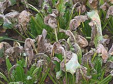 Suikerbiet planten Cercospora beticola.jpg