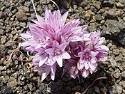 Столовый камень Allium Parvum.jpg