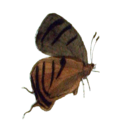 Theritas paupera