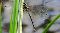 Male, viewed from under