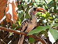 Rotschnabeltoko Red-billed Hornbill