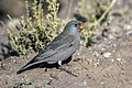 Trumpeter finch