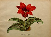 Тюльпан greigii Gartenflora 22 t 773 (1873) .jpg