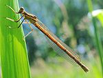 Platycnemis pennipes femelle