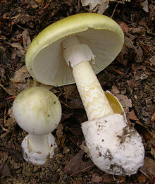 2009-05 Amanita phalloides crop.jpg