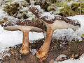 Winter-Stielporling Lentinus brumalis