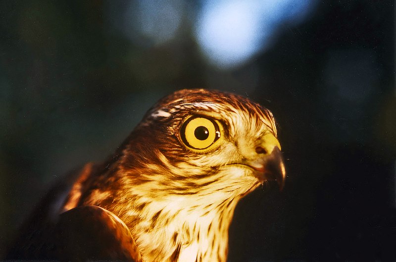 Dosya:Accipiter nisus juv male 001.jpg