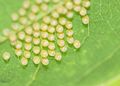 Tawny Coster Eggs (হরিনছড়ার ডিম)