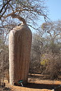 Fony baobab