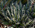 Agave polianthiflora 龍之白絲系列