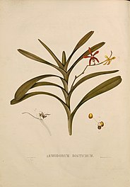 Orchide (Armodorum distichum), illustratie van Van Raalten uit 1827