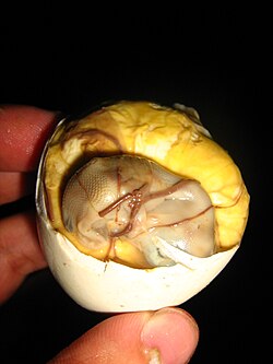 Een gedeeltelijk gepeld balut-ei , klaar om gegeten te worden.