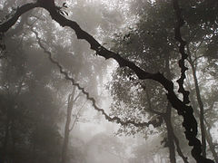 Ba Vì National Park, cloud shrouded forest on way up King High Peak to the Ho Chi Minh Temple