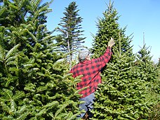 Starší muž pravděpodobně vyštipuje pupeny budoucím asi 2 metry vysokým vánočním stromkům na plantáži