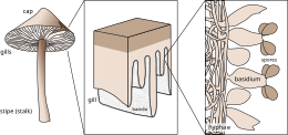 A typical basidioma, showing fruiting body, hymenium, and basidia Basidium schematic.svg