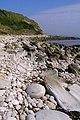 The rounded nodules on the beach to the east of Osmington Mills are of calcite-cemented sandstone and come from the Bencliff Grit Formation which is found at the base of the cliffs.