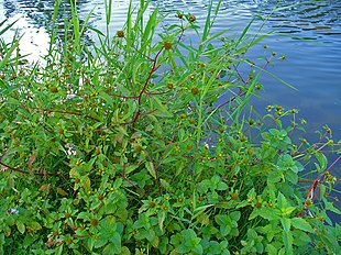 Fliget brøndsel (Bidens tripartita) Foto: H. Zell