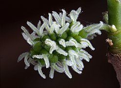 Black Mulberry Female Flowers