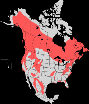 Range map of the American Black Bear (Ursus Am...