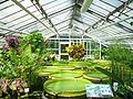 Plantas acuáticas en el invernadero.