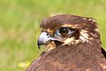 Brown falcon portrait