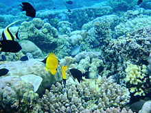 Bunaken National Park, Indonesia is officially listed as both a marine reserve and a national marine park. Bunaken Marine Park.JPG
