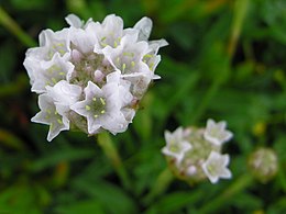 Armeria sp.