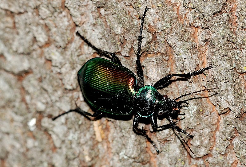 Hoto, Hoto beetles create tunnels by eating dirt and stone.…