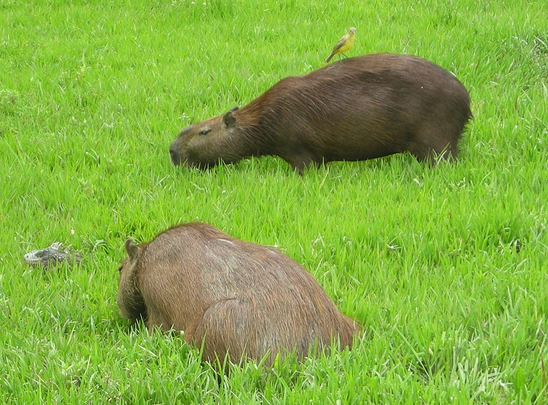 File:Capibara 1.jpg