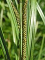 Carex Acuta