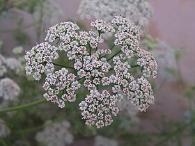 Flores de ajowan