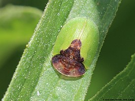 Cassida ferruginea