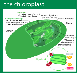 The most common type of plastid is the chloroplast, which contains chlorophyll and produces organic compounds by photosynthesis. Chloroplast II.svg