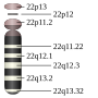 Vignette pour Chromosome 22 humain