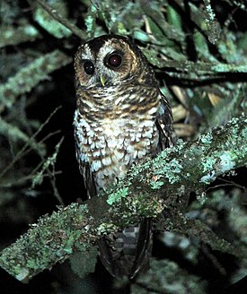 Ciccaba albitarsis Buho ocelado Rufous-banded Owl (28009257216).jpg