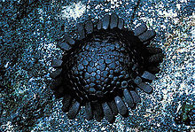 Colobocentrotus atratus Опоясывающий лишай urchin.jpg