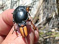 2020年3月16日 (月) 18:44時点における版のサムネイル