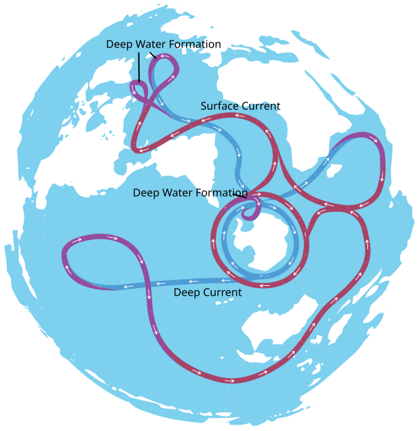 The global conveyor belt on a continuous-ocean map (animation) From: Wikipedia article on thermohaline circulation. Conveyor belt.svg