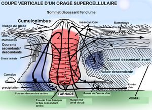 300px-Coupe_Supercellule.PNG