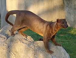 A cat-like predator with a long, slender body stands on a rock.