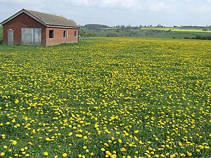 English: Dead Football Ground with Dandelions,...