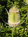 Wilde Karde (Dipsacus fullonum) im Abblühen